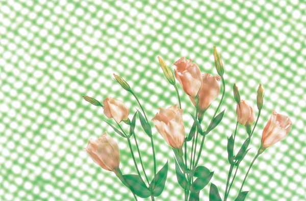 FLOWER ROSE`FR 70